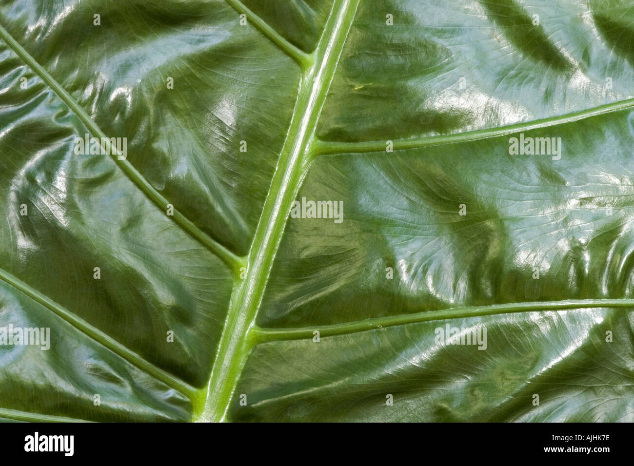 Mottled leaf hi-res stock photography and images - Alamy