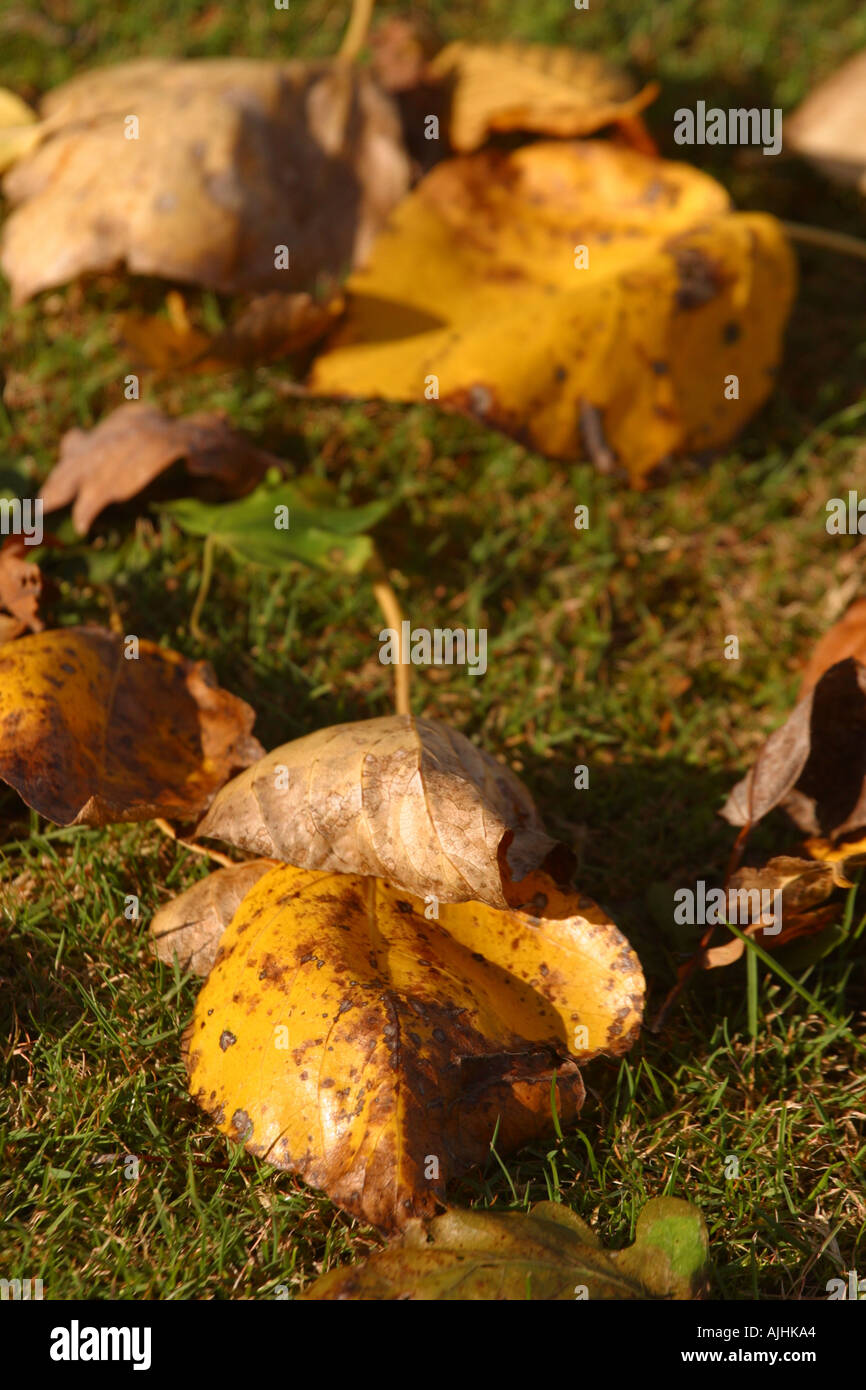 Golden leaves fall hi-res stock photography and images - Alamy