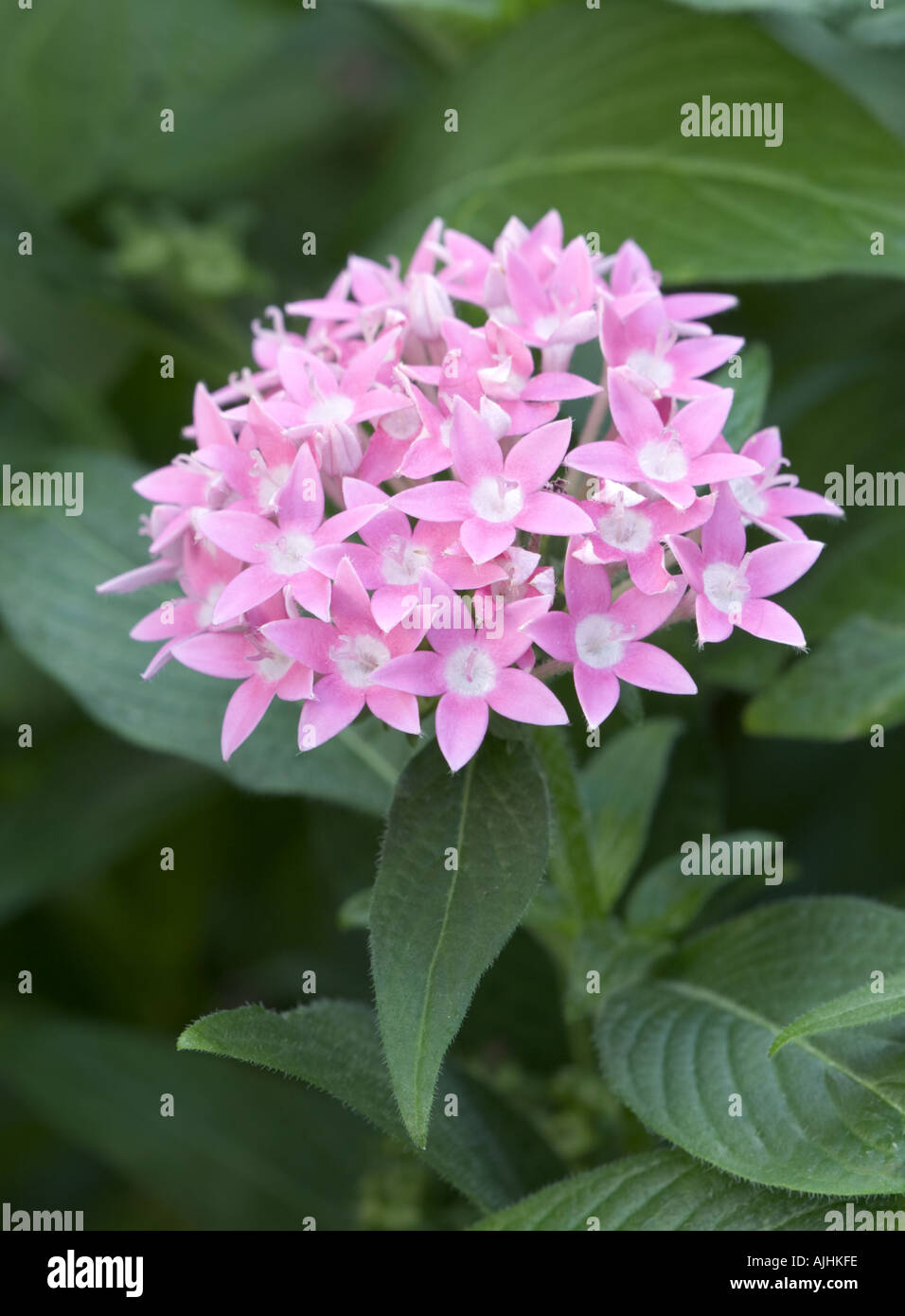 Star cluster (penta), attractive to butterflies as a food plant Stock Photo