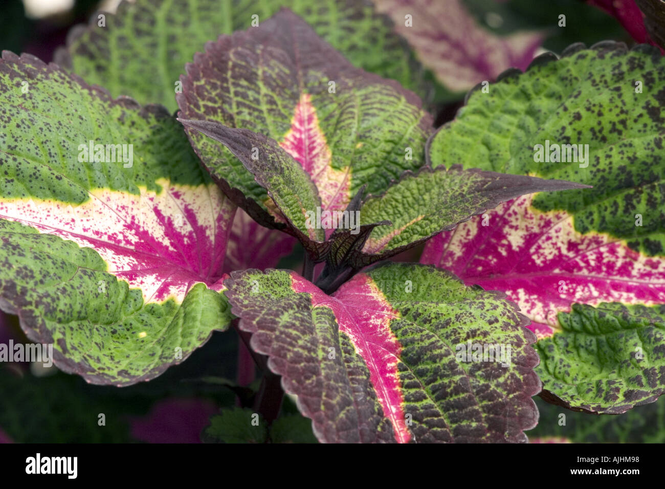 The center of a coleus Stock Photo
