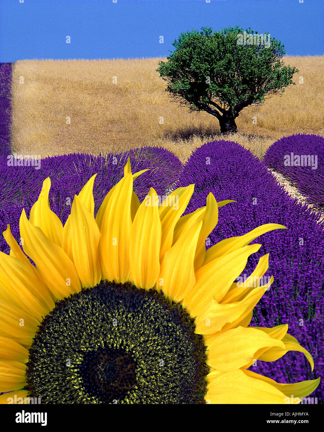 FR - ALPES-DE-HAUTE-PROVENCE: Sunflower & Lavender Stock Photo