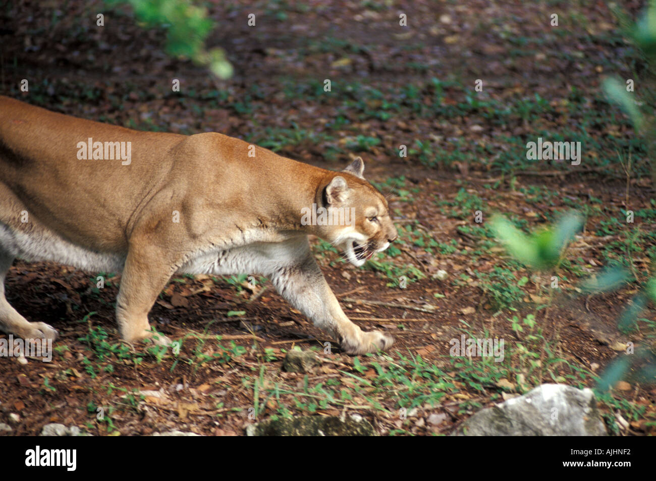 puma panther mountain lion cougar walking in jungle setting Puma concolor  cougar Stock Photo - Alamy