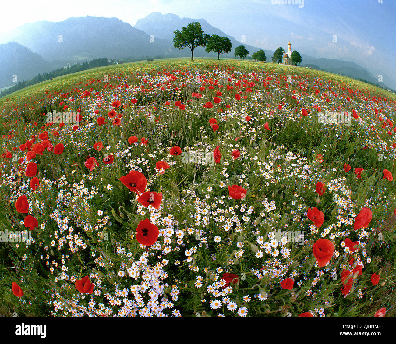 Alpine Poppies High Resolution Stock Photography and Images - Alamy