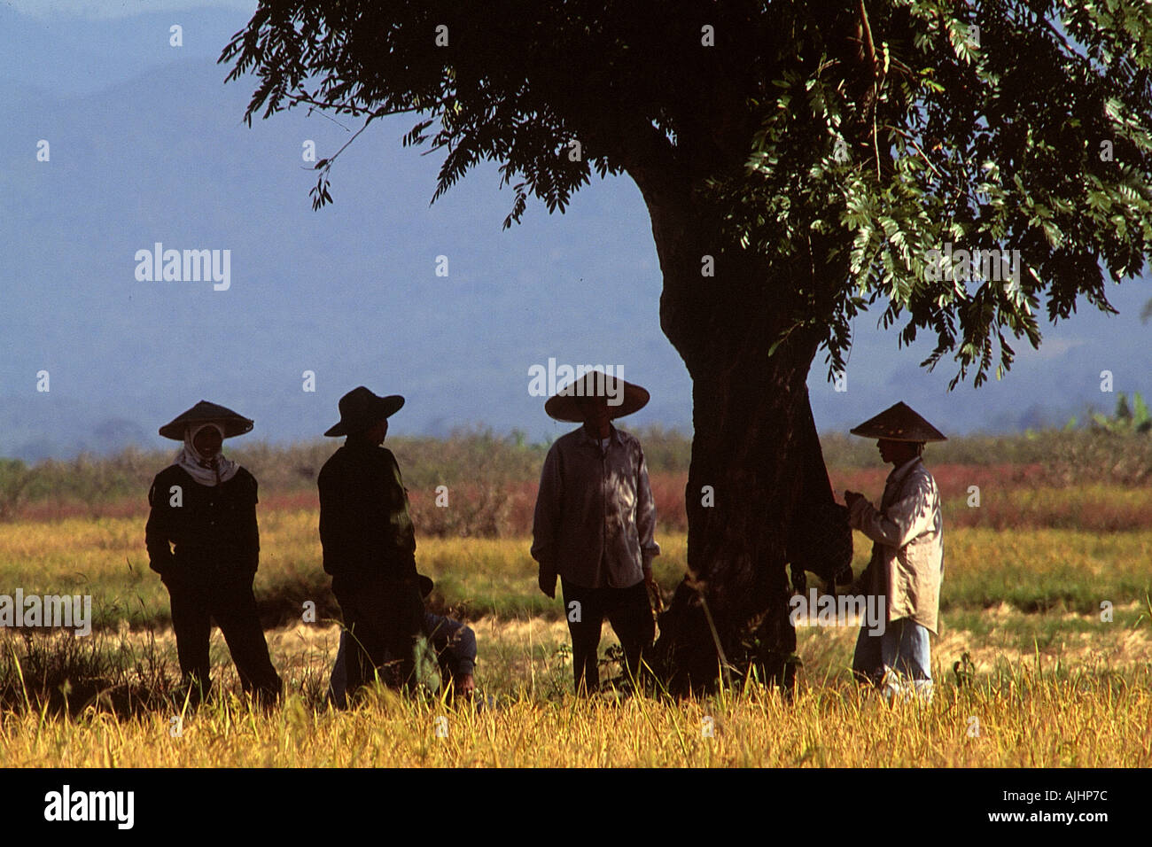 Near Kengtung people working in the field Stock Photo