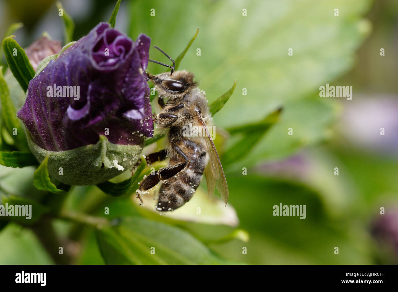 Honey Bee (Apis mellifera) on hibiscus Stock Photo Alamy
