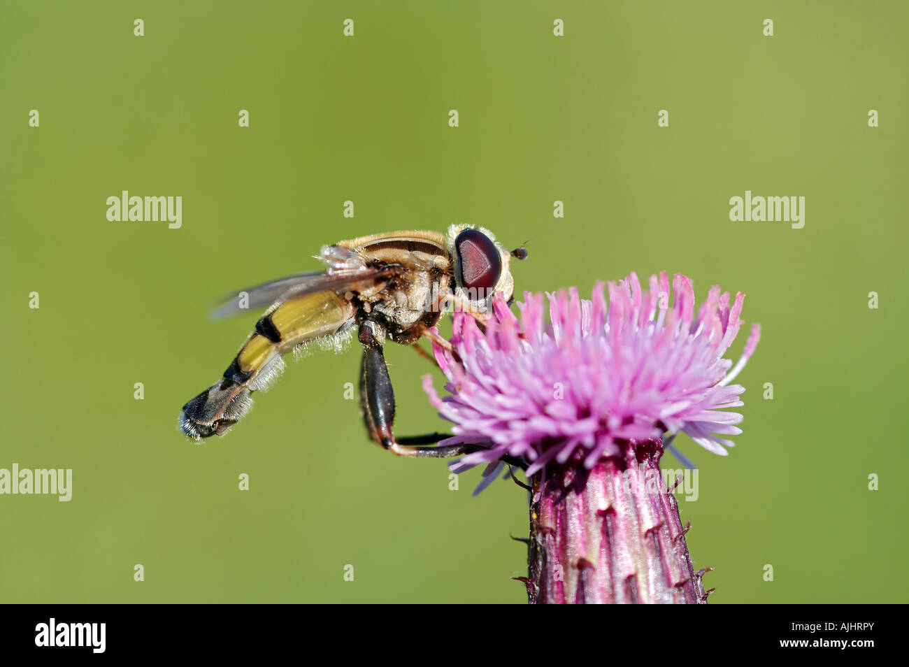 syrphid fly Stock Photo