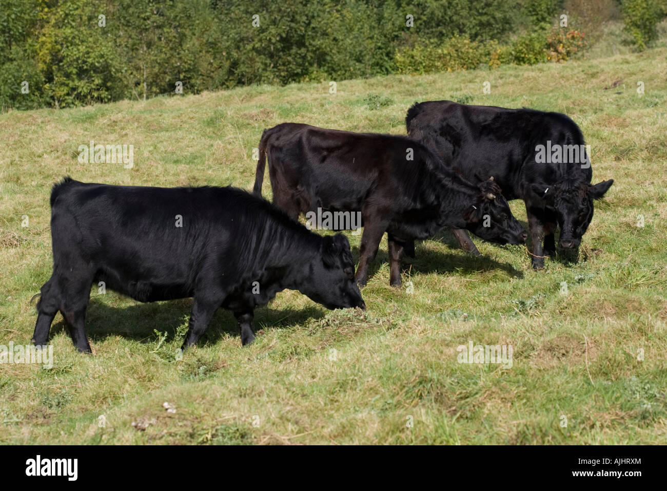 Black Dexter cattle grazing in field Cotswolds UK Stock Photo