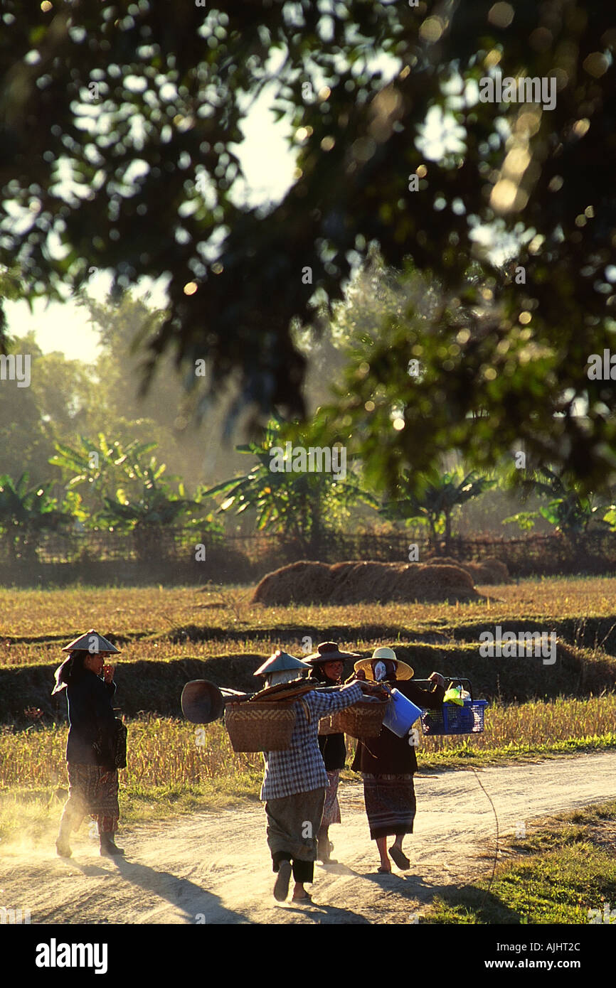 Near Kengtung women working in the field Stock Photo