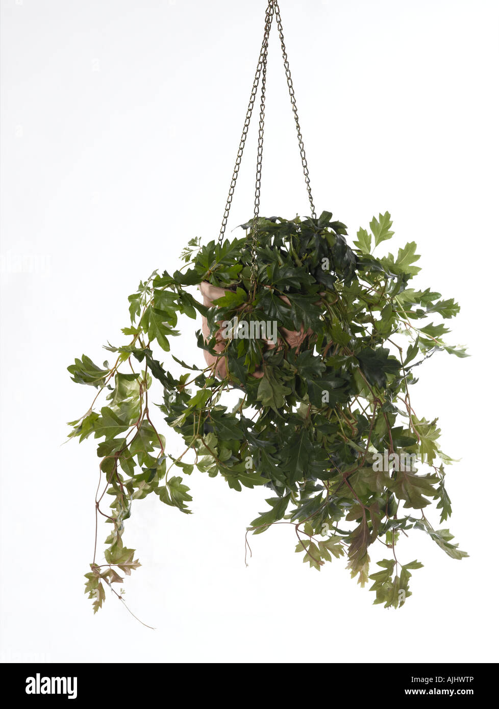 Oak Leaf Ivy or Grape Ivy Cissus rhombifolia Stock Photo