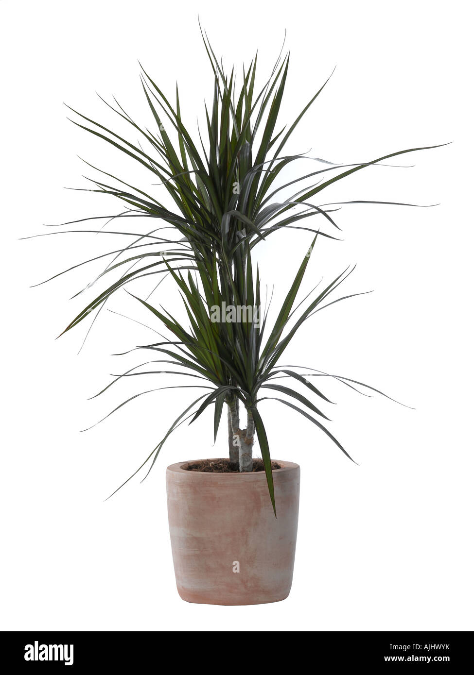 Dracena Dracaena sp Stock Photo - Alamy