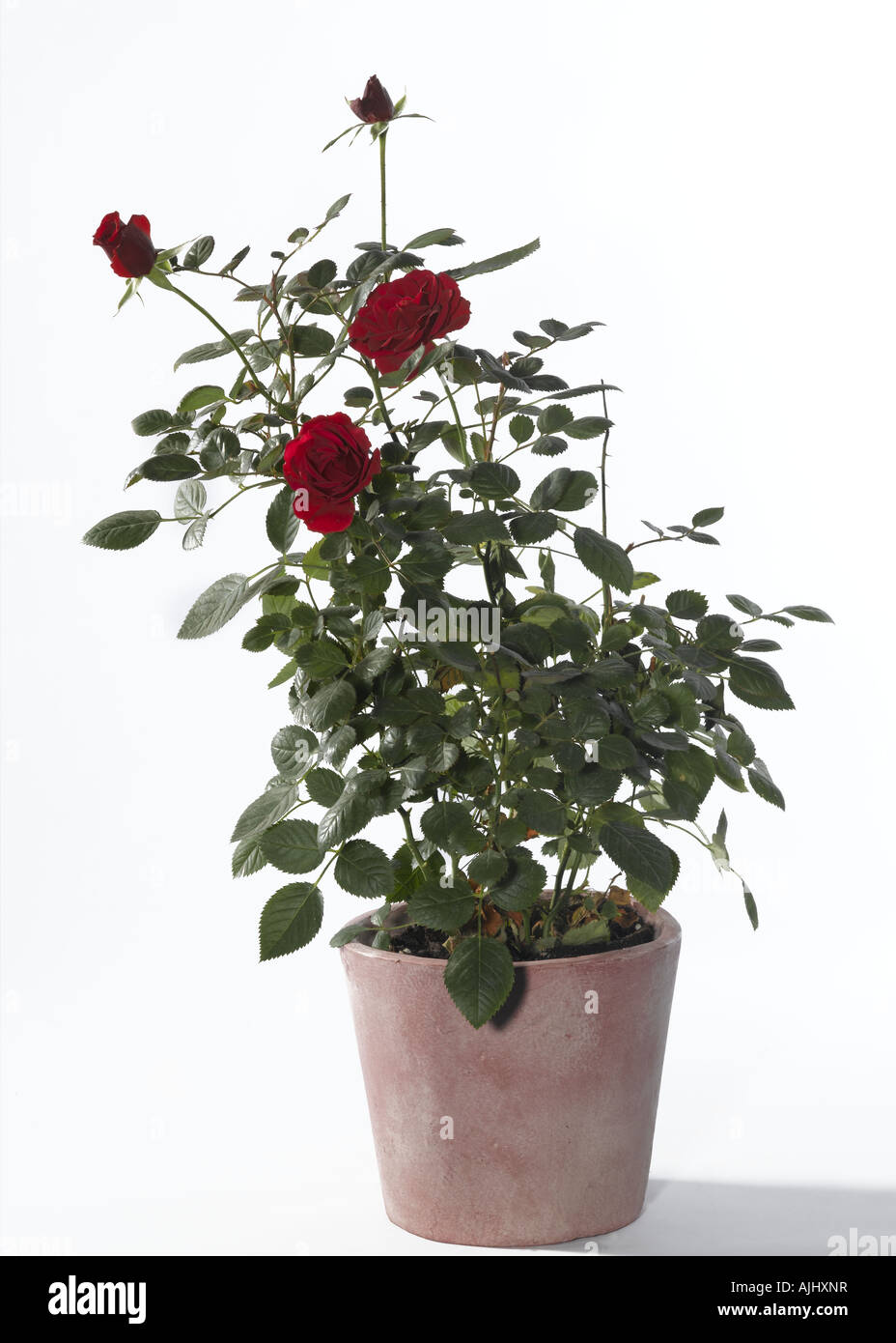 Rustic Potted Roses Potted roses gardens hi-res stock photography and images - Alamy
