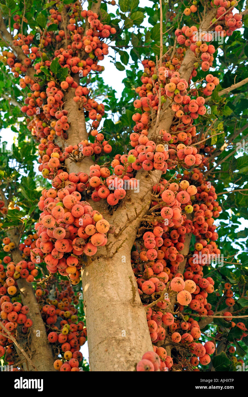 Israel The ripe uneatable fruit of a Ficus sycomorus sycamore fig or fig mulberry native to the Middle East Stock Photo