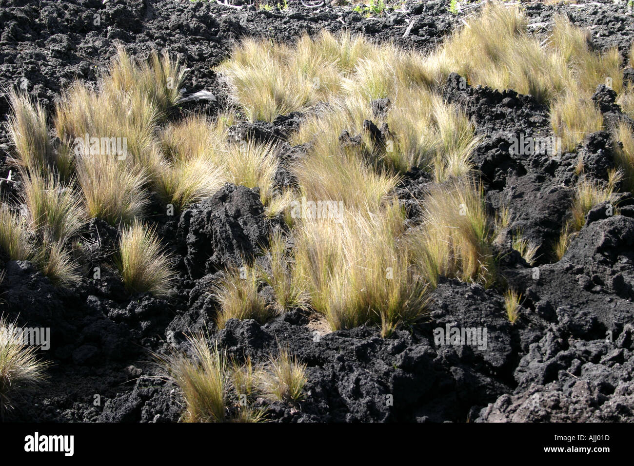 Tussock grass growing on volcanic rock Rangitoto Island Auckland New Zealand Stock Photo