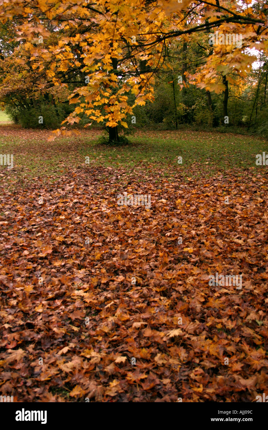 Landscape, English Garden, Munich, Germany Stock Photo Alamy