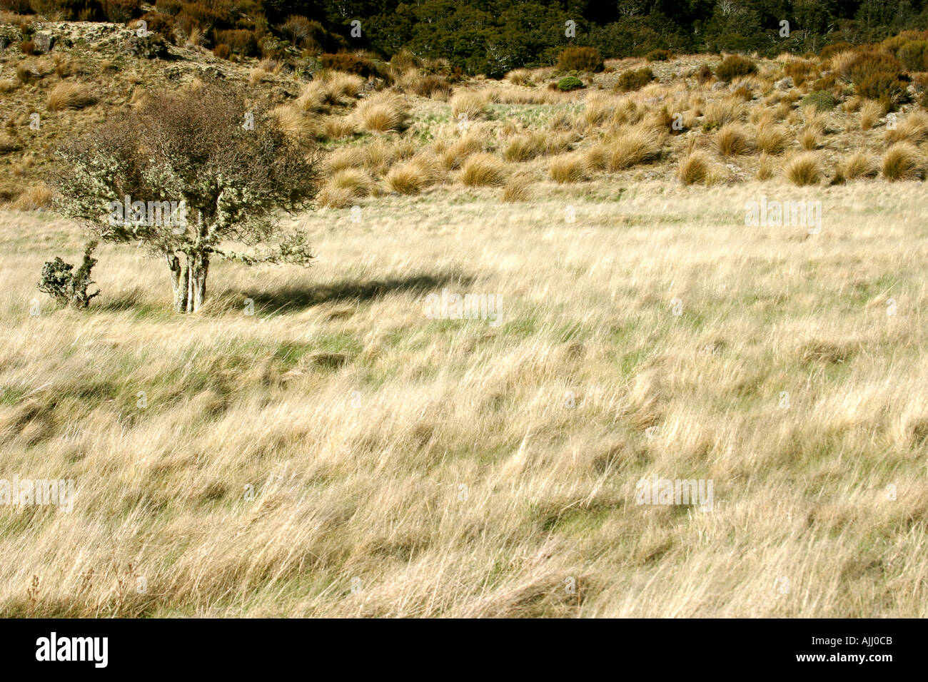 Solitary tree in red tussock plains Cobb Valley South Island New Zealand Stock Photo