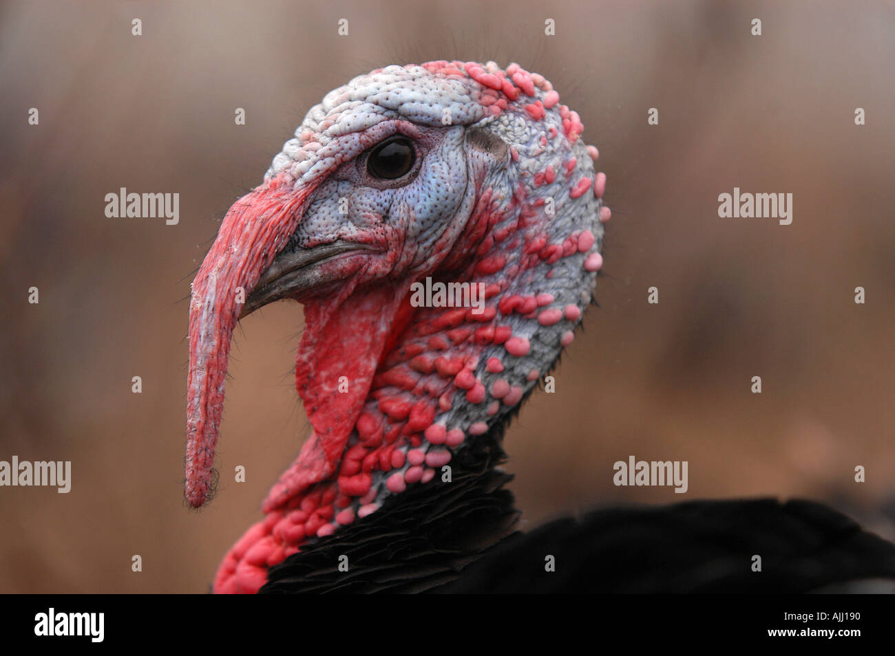 Picture By Jim Wileman 13 12 2004 Generic Norfolk Bronze turkey picture