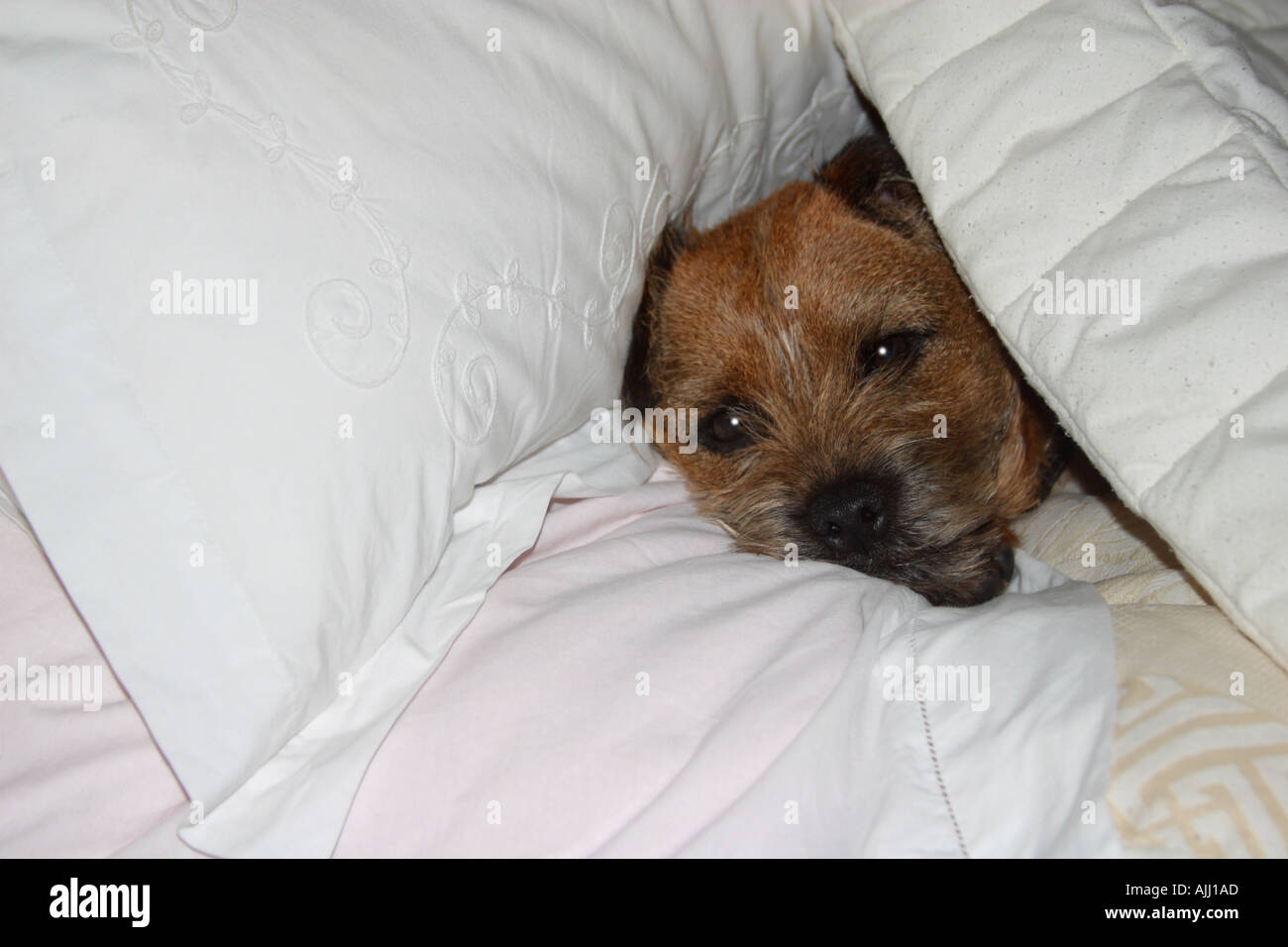 Border Terrier Dog enjoying a comfortable sleep in his masters bed Stock Photo
