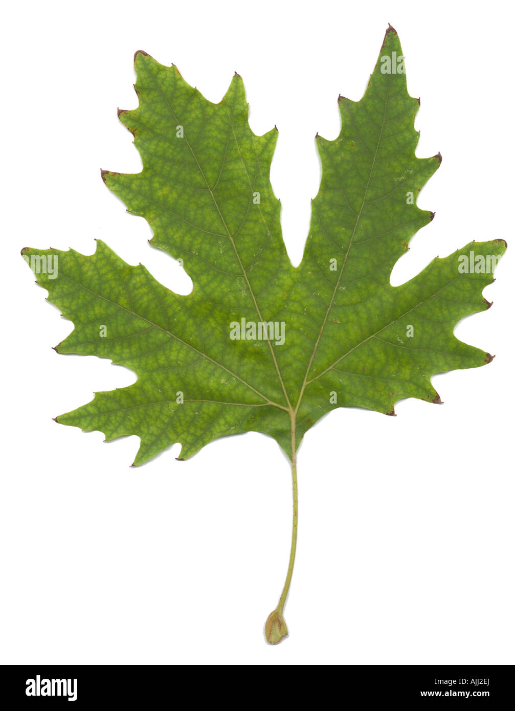 nature abstract one very big platan leave 50MP isolated in white background Stock Photo