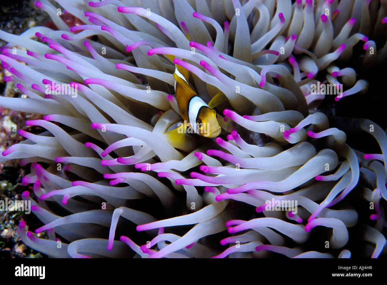 Clown anemonefish Amphiprion percula Tuamotus French Polynesia Pacific Ocean Stock Photo