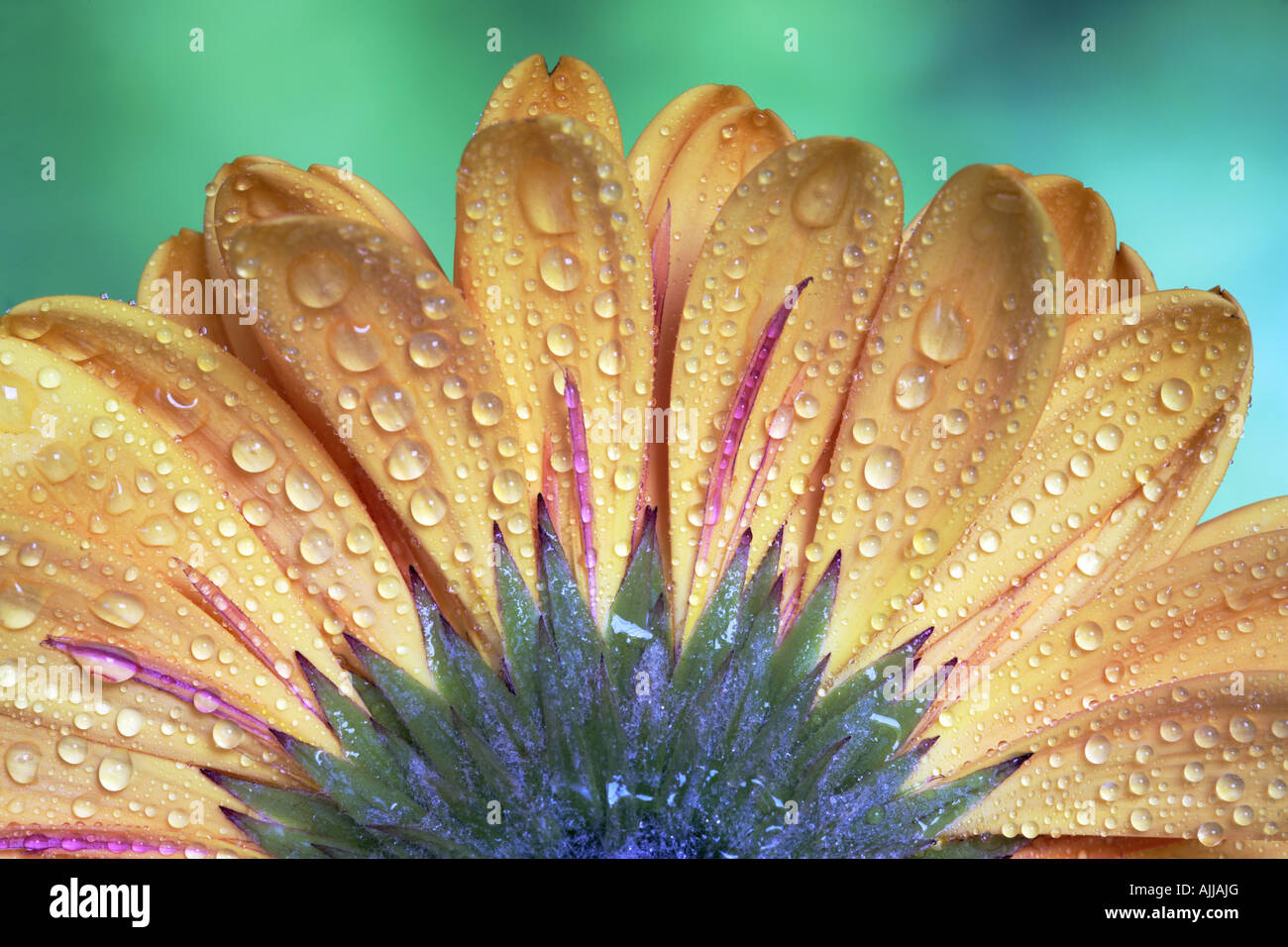 Close up of rear of Orange Daisy Flower Stock Photo