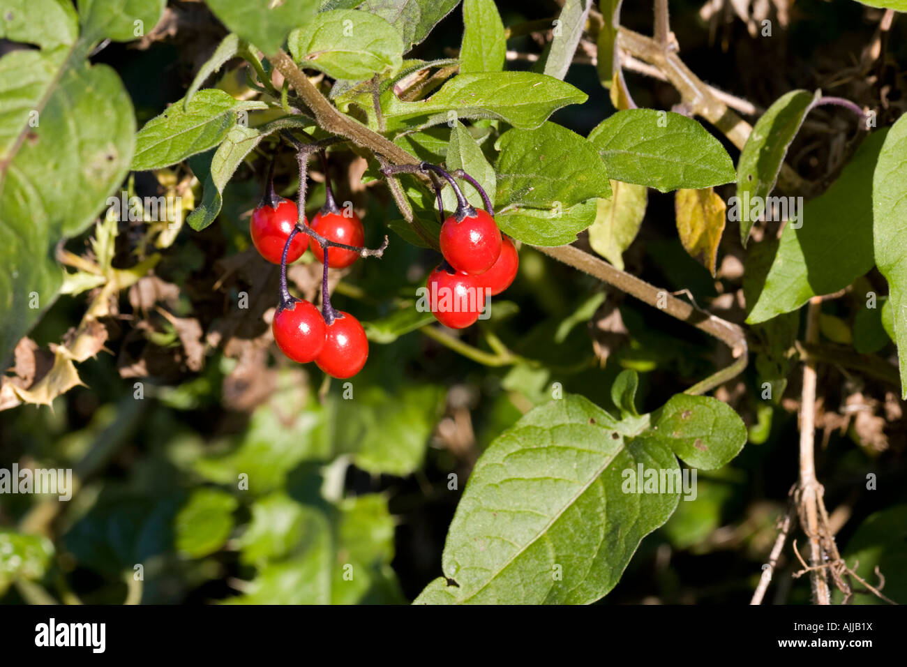 Red berries of Woody Nightshade or Bittersweet Cotswolds UK Stock Photo