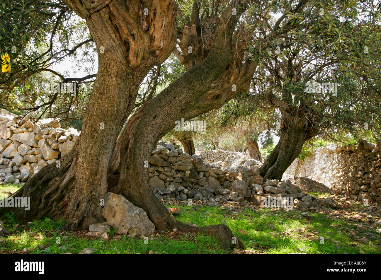 Alte Olivenbaeume in Lun auf der Insel Pag | Old Olive Trees in Lun on the Isle of Pag Stock Photo