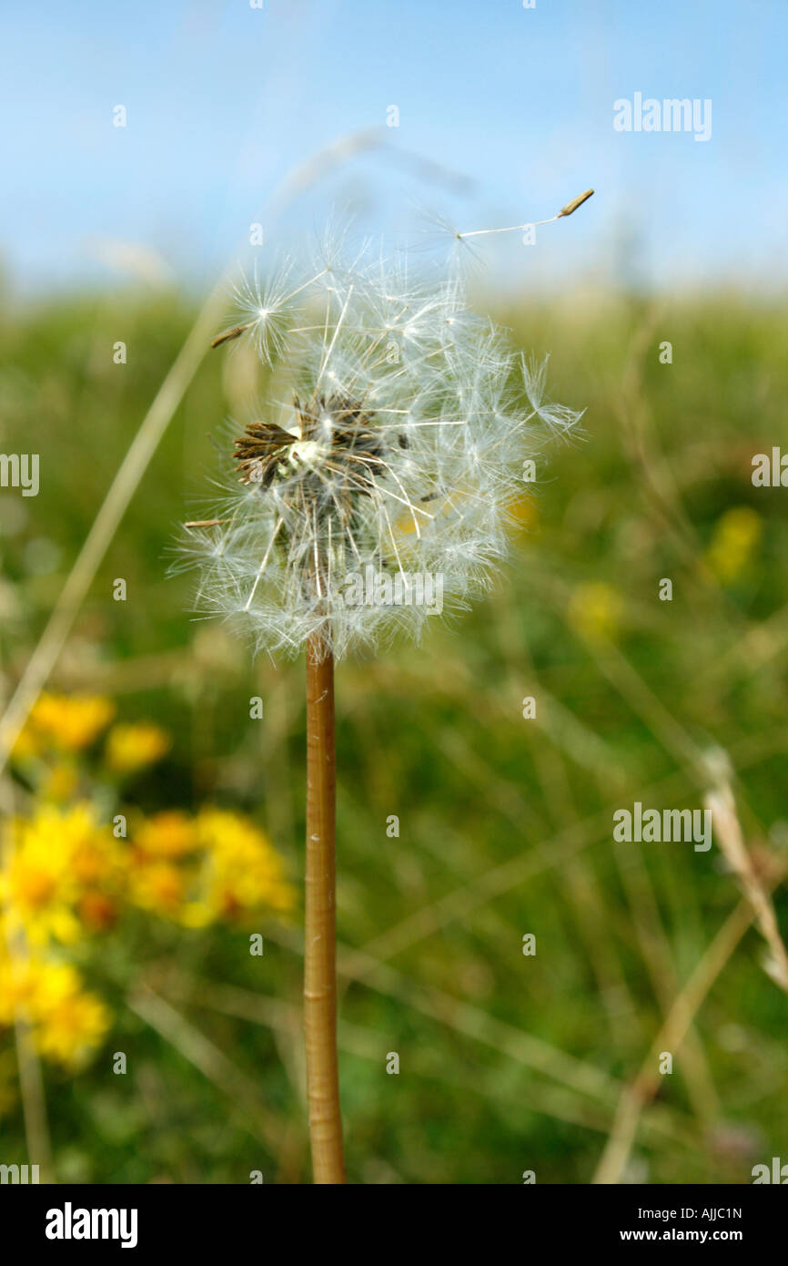 Dandelion head of seeds in a breeze Stock Photo