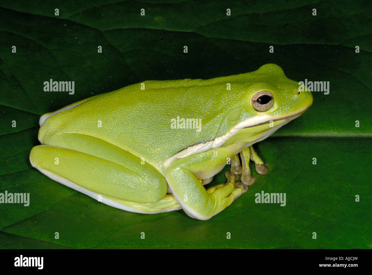 green tree frog Hyla cinerea a common frog of the southern United States Stock Photo