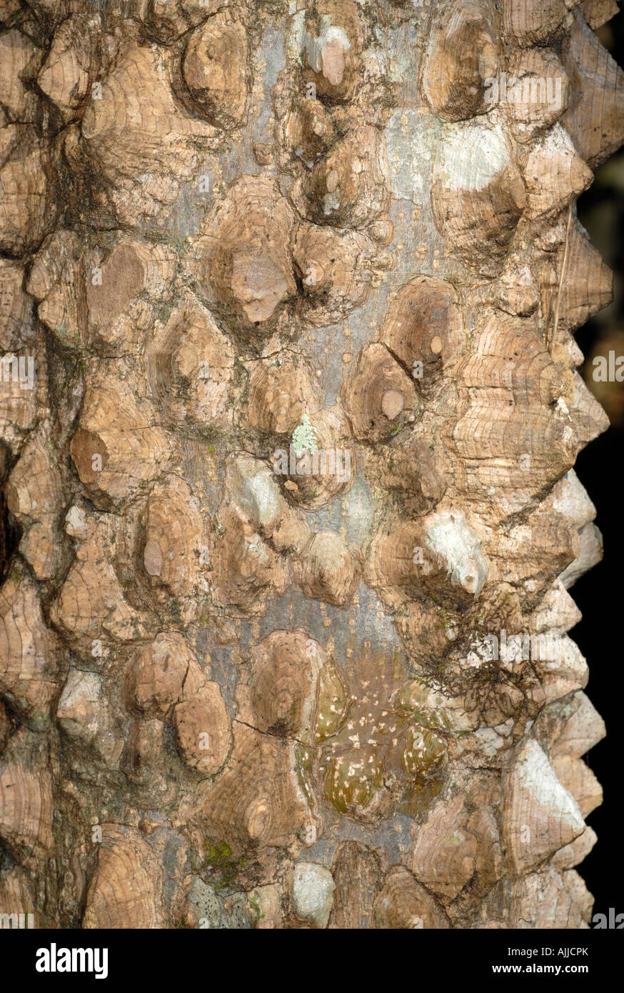closeup view of the rough bark of the hercules club tree Stock Photo