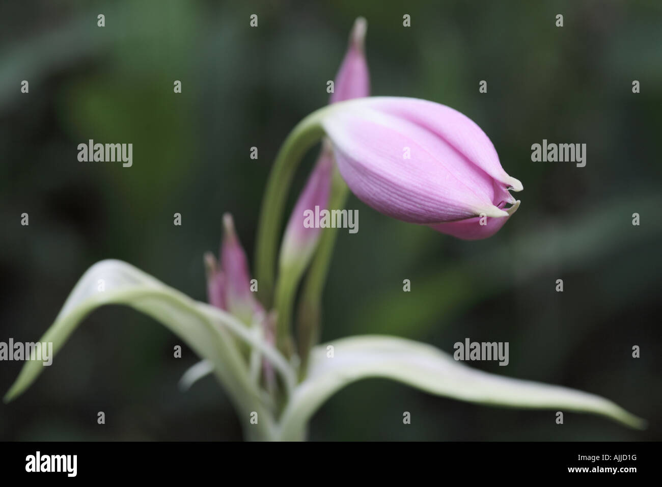 Pink Amaryllis Lily buds opening Stock Photo