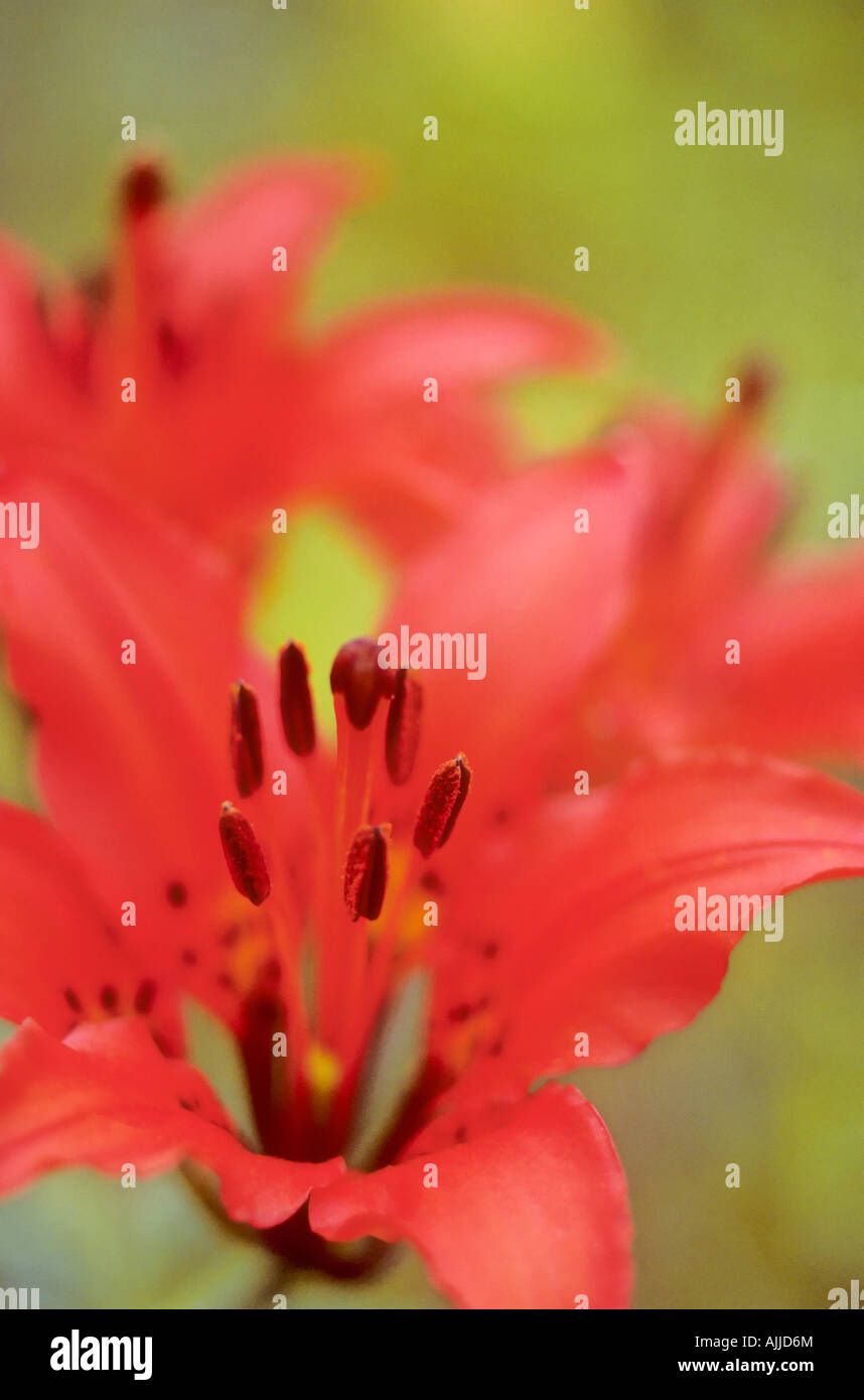 Wood Lily (Lilium philadelphicum) Stock Photo
