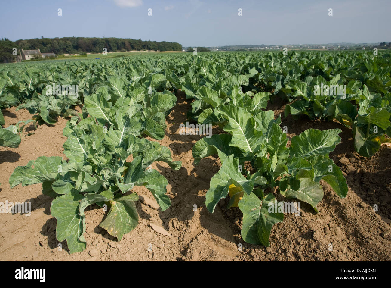 Field of cabbages hires stock photography and images Alamy