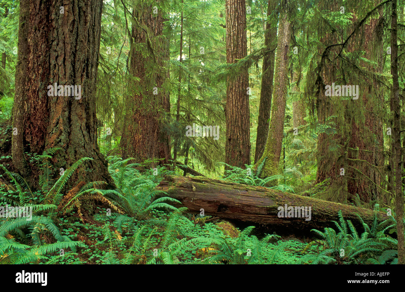 Old growth temperate rainforest Quinault Rainforest Trail Olympic National Forest Washington Stock Photo