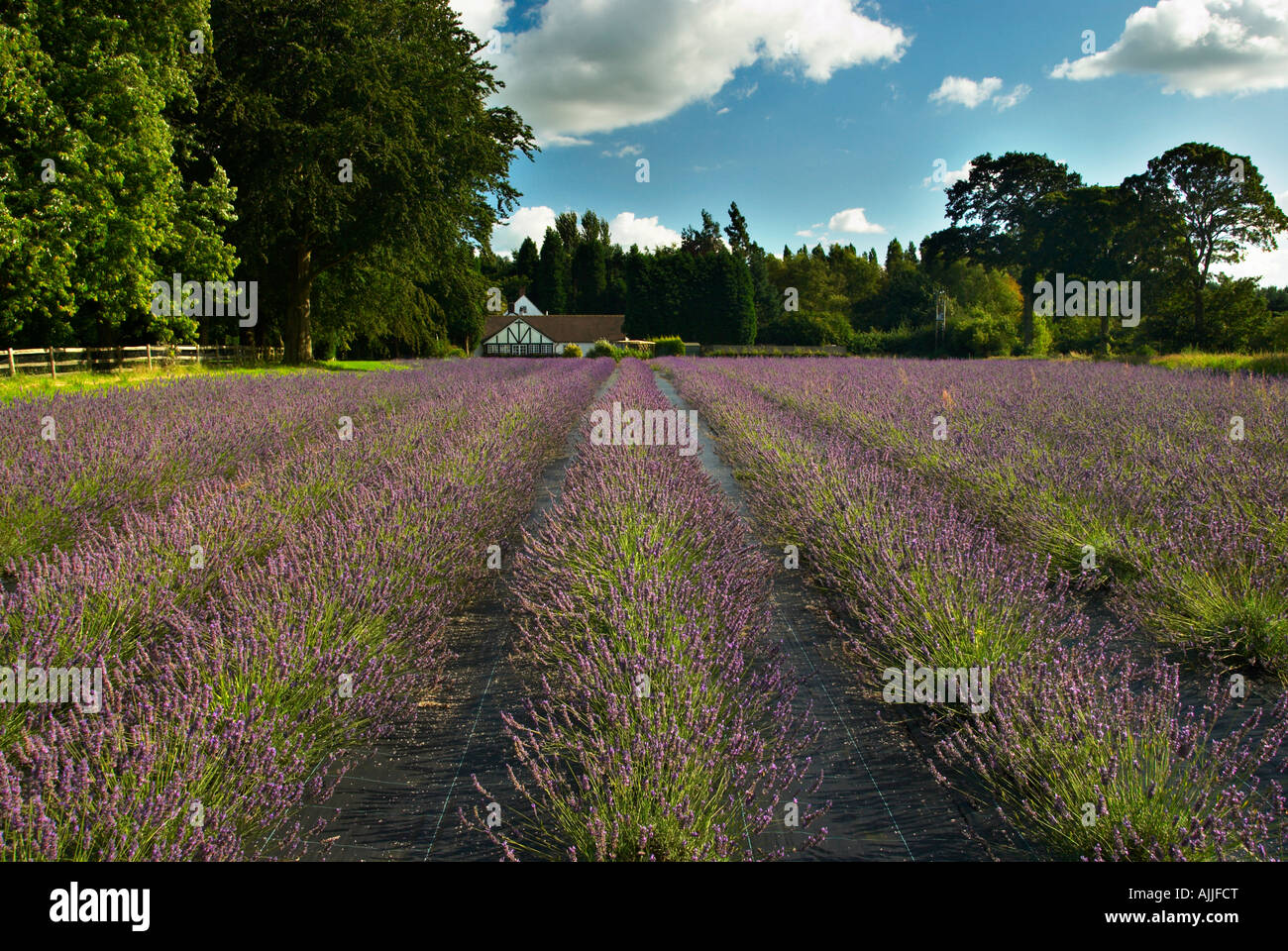 A House By Lavender Fields At Swettenham Cheshire UK Stock Photo
