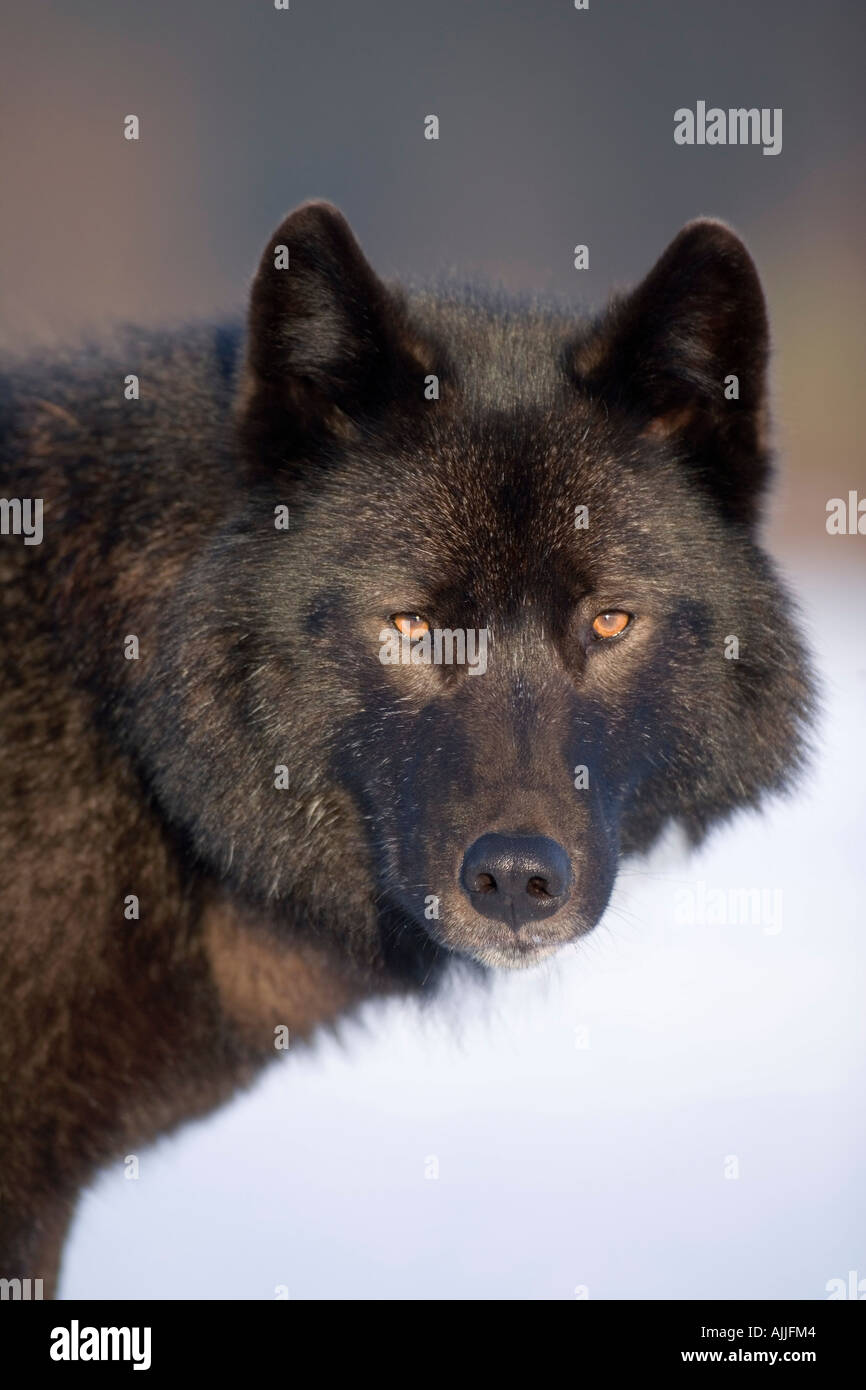 Black wolf standing in winter hi-res stock photography and images - Alamy
