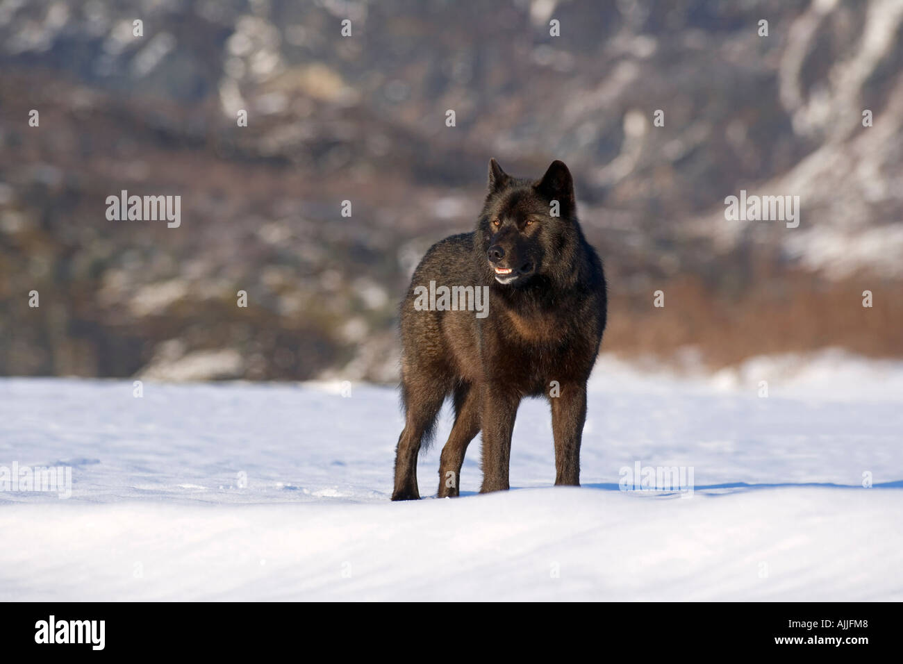 Archipelago Wolf in black color phase on snow field Southeast Alaska ...
