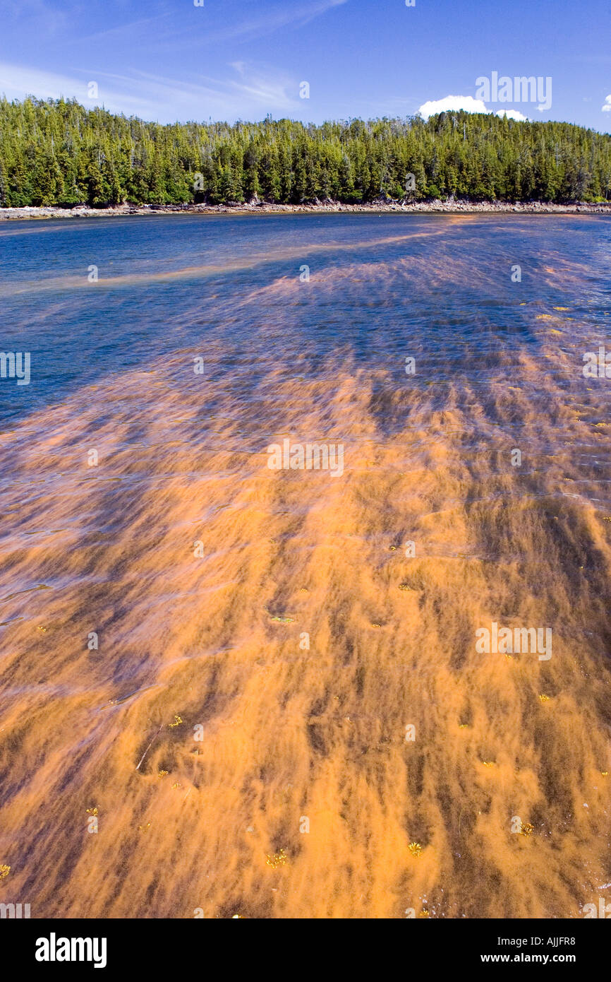 Dinoflagellates in the water cause a red tide color change in water