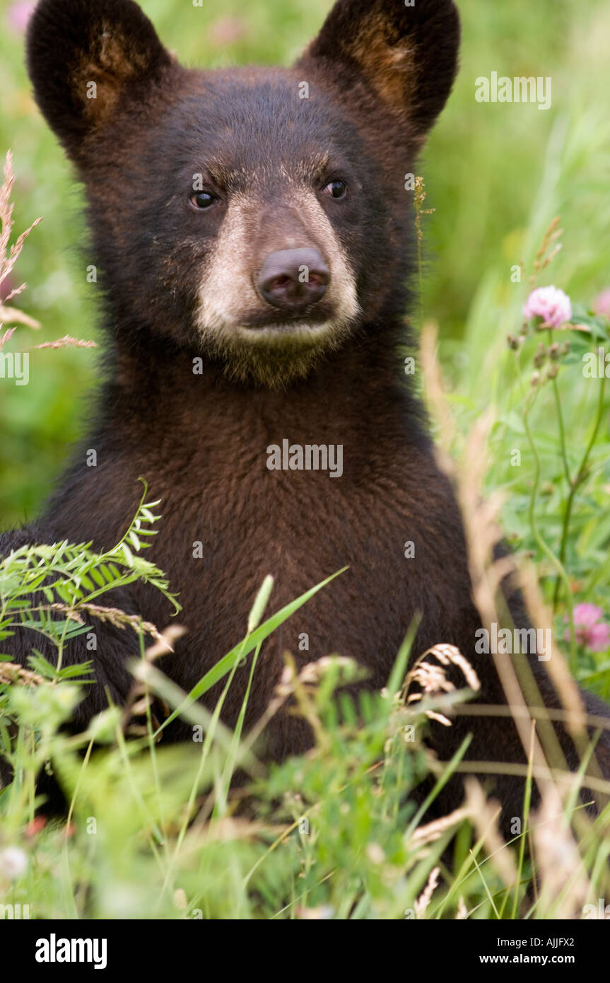 Black bear cub in wildflowers hi-res stock photography and images - Alamy