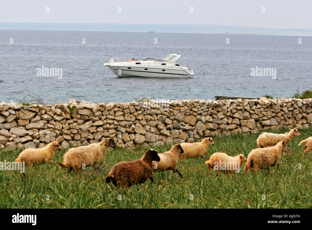 Kroatien Insel Pag 25 05 2007 Schafe auf der Insel Pag Croatia 25 05 2007 Sheeps on the Isle of Pag Stock Photo