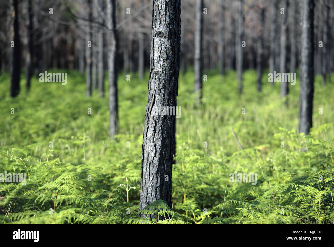 Black pine trees hi-res stock photography and images - Alamy