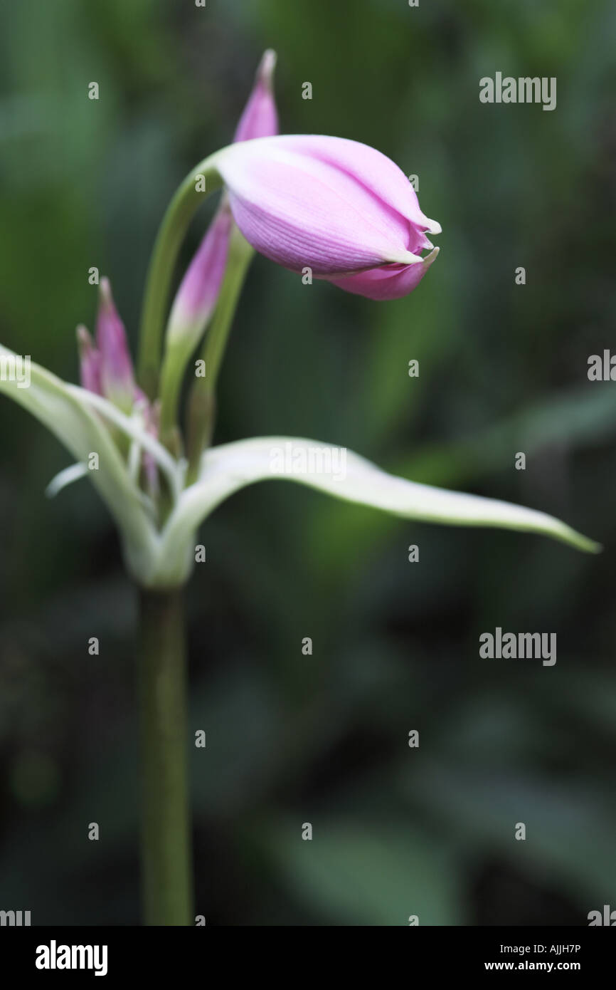 Pink Amaryllis Lily buds opening Stock Photo Alamy