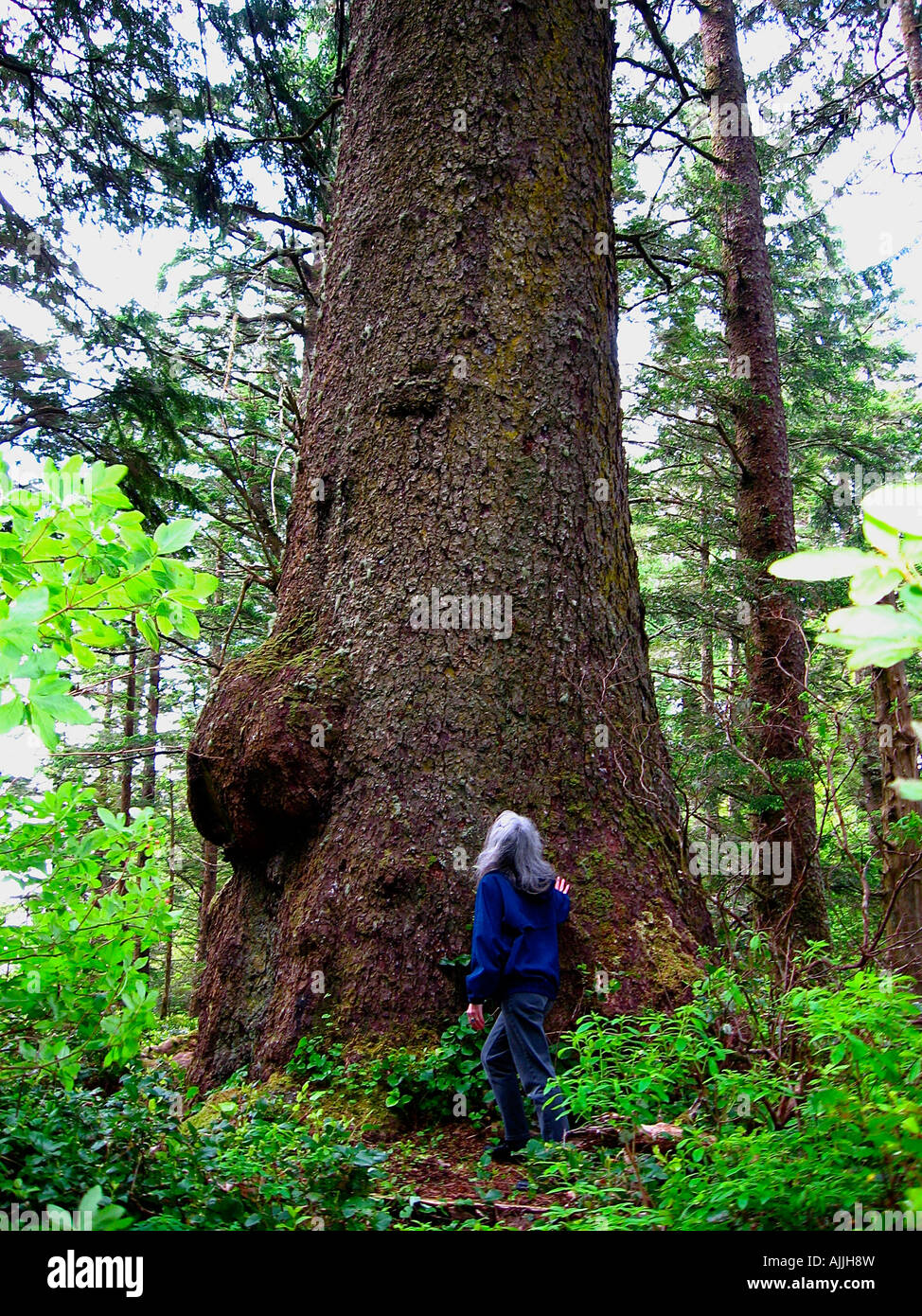 A giant 700-year old spruce tree on the west coast Stock Photo