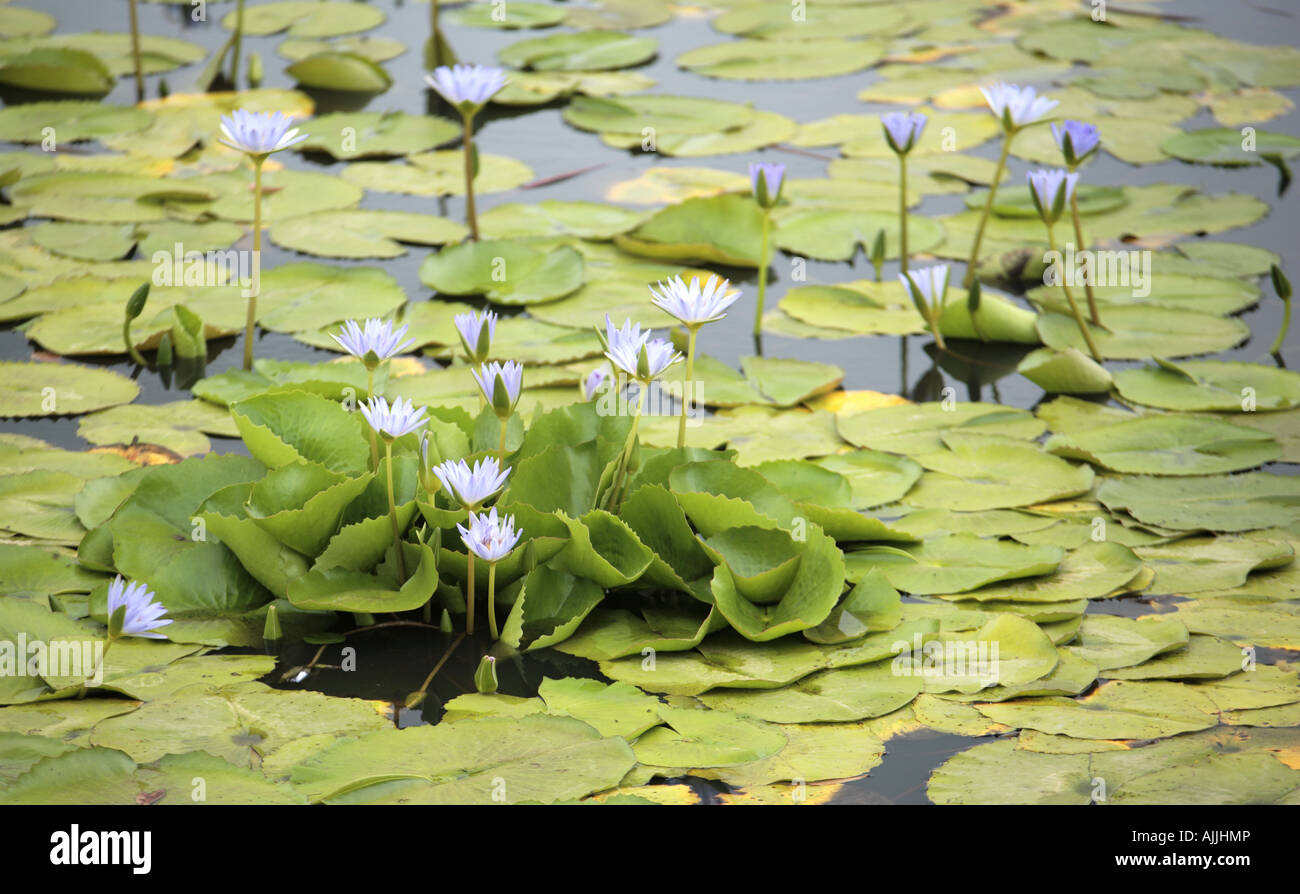 Blue Water Lily lilies Nymphaea capensis Stock Photo