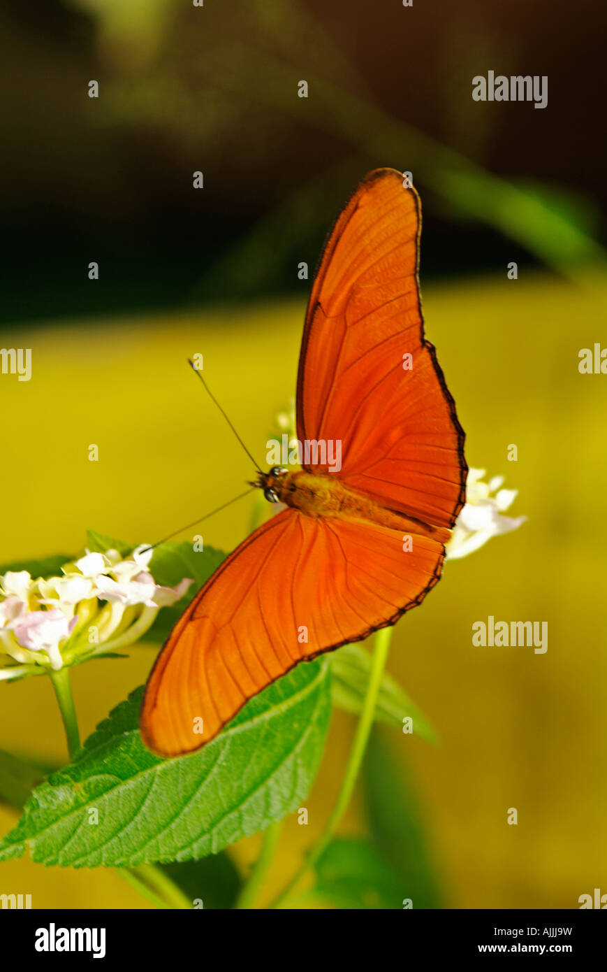 Butterfly DRYAS IULIA or Julia Butterfly, Mindo in Ecuador Stock Photo