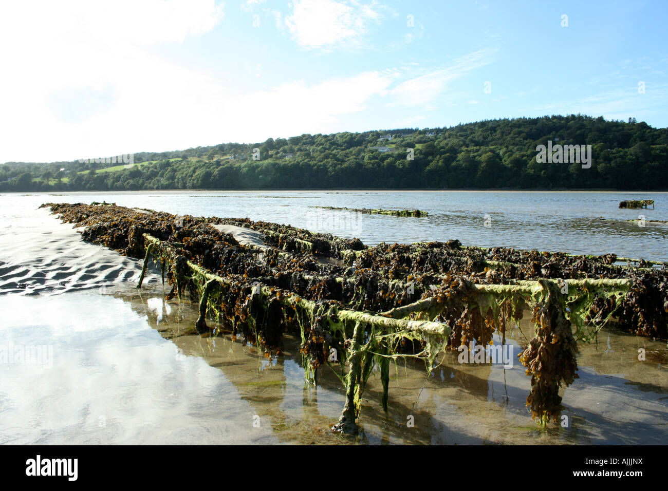 seaweed on oyster beds in Donegal, Clonmass/Sheephaven Bay overlooking