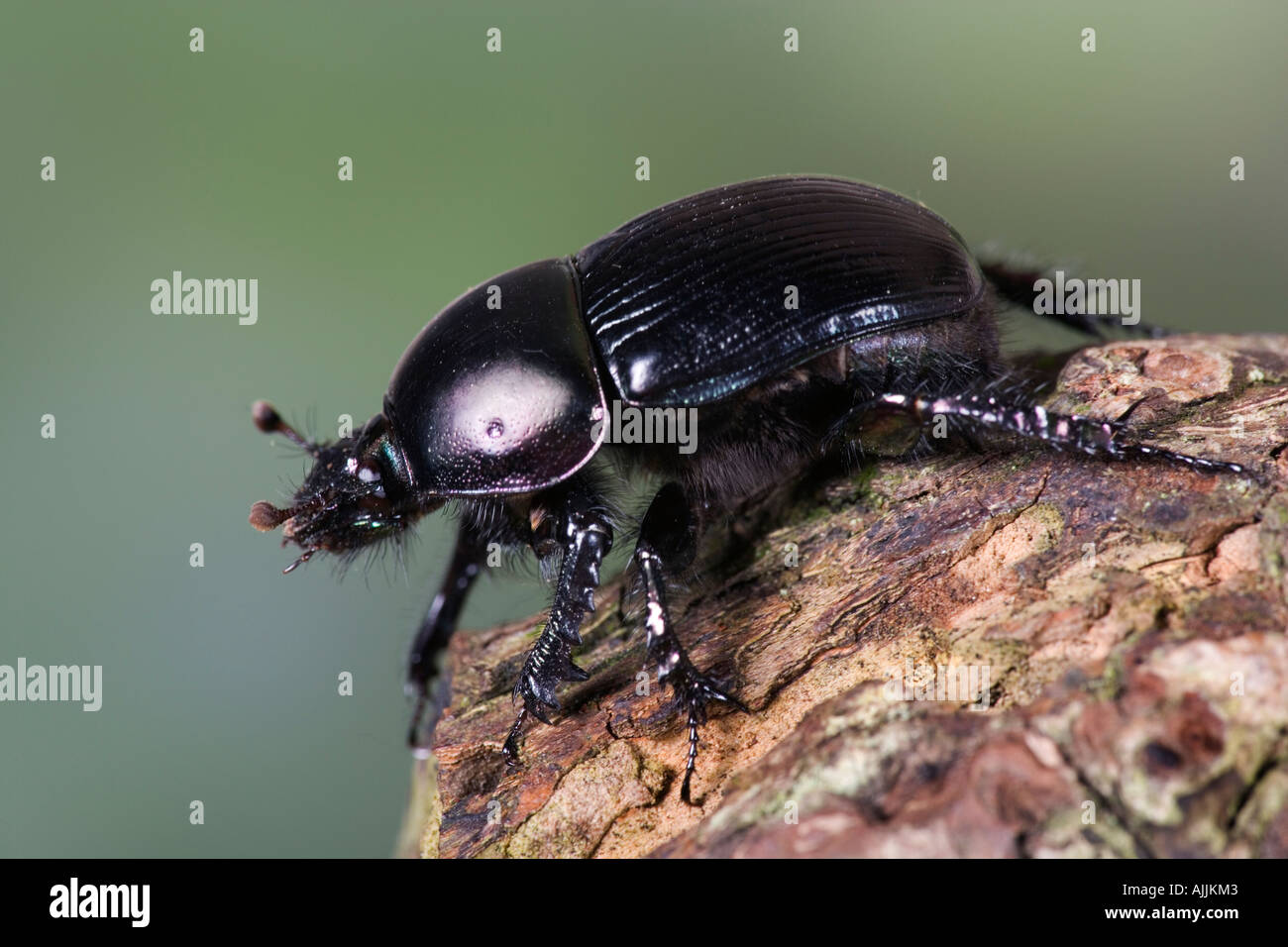 Dor beetle Geotrupes stercorarius on log with nice out of focus background Potton Bedfordshire Stock Photo