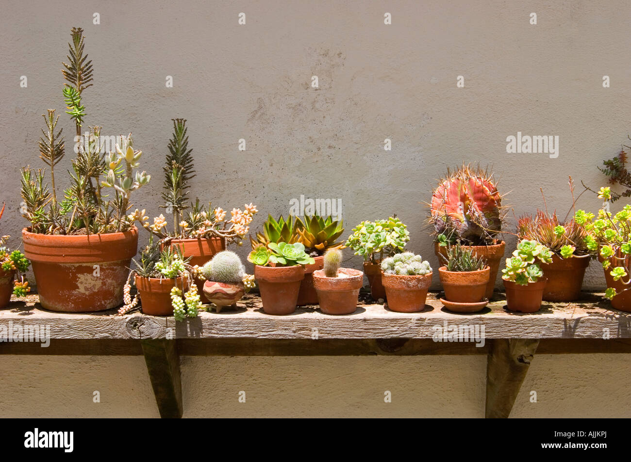 A collection of potted cacti and succulents are displayed on a rustic wooden shelf Stock Photo