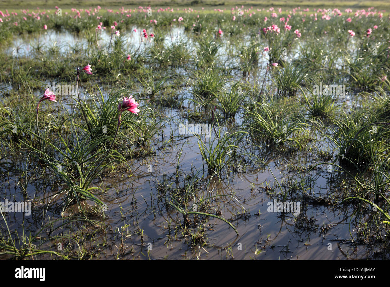Vlei lily in water Stock Photo
