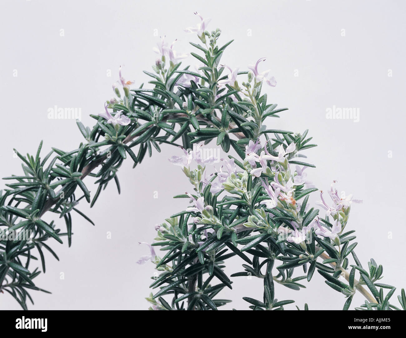 Close up of sprigs of tarragon Stock Photo Alamy