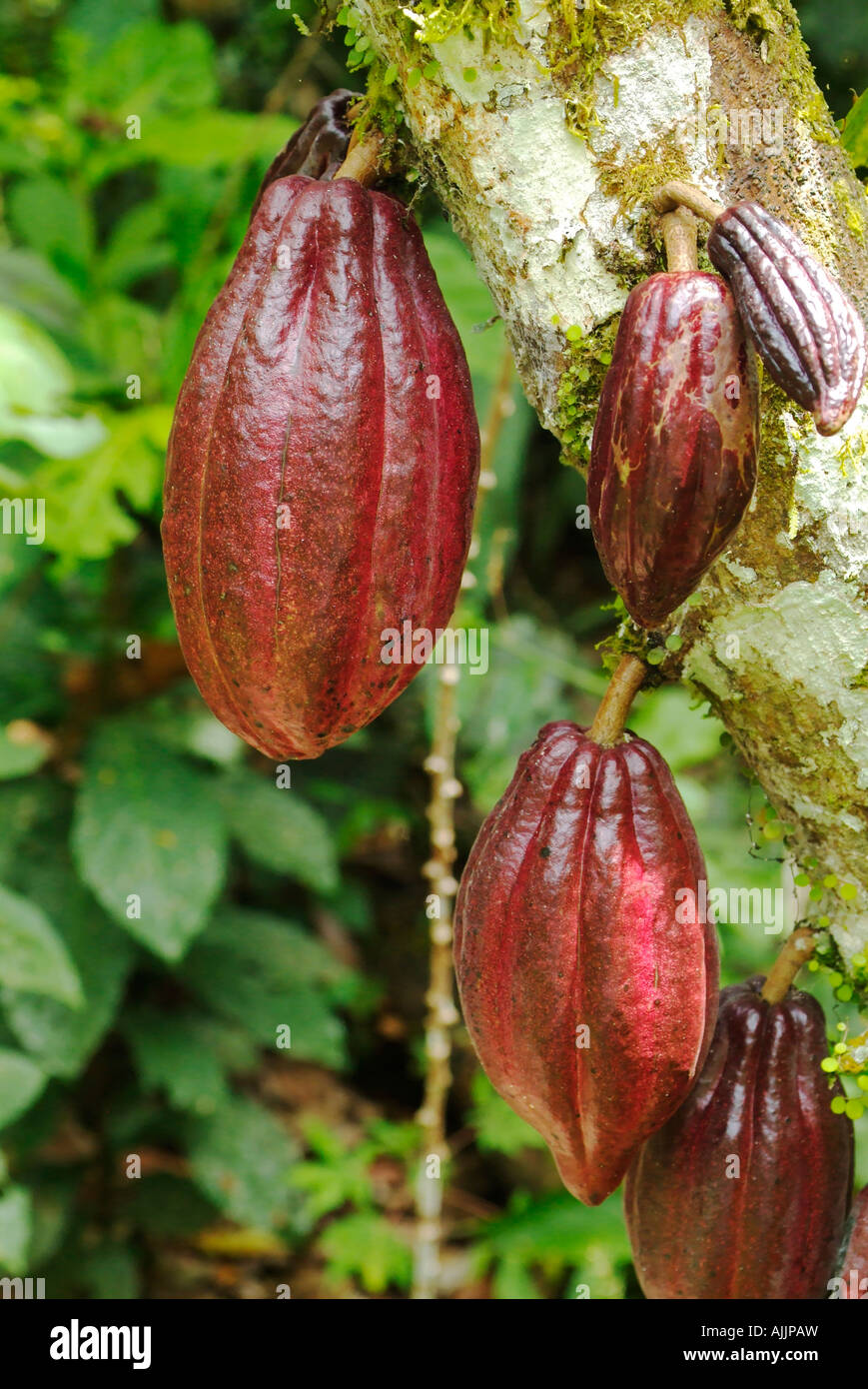 Cacao tree with fruit pod, Ecuador Stock Photo